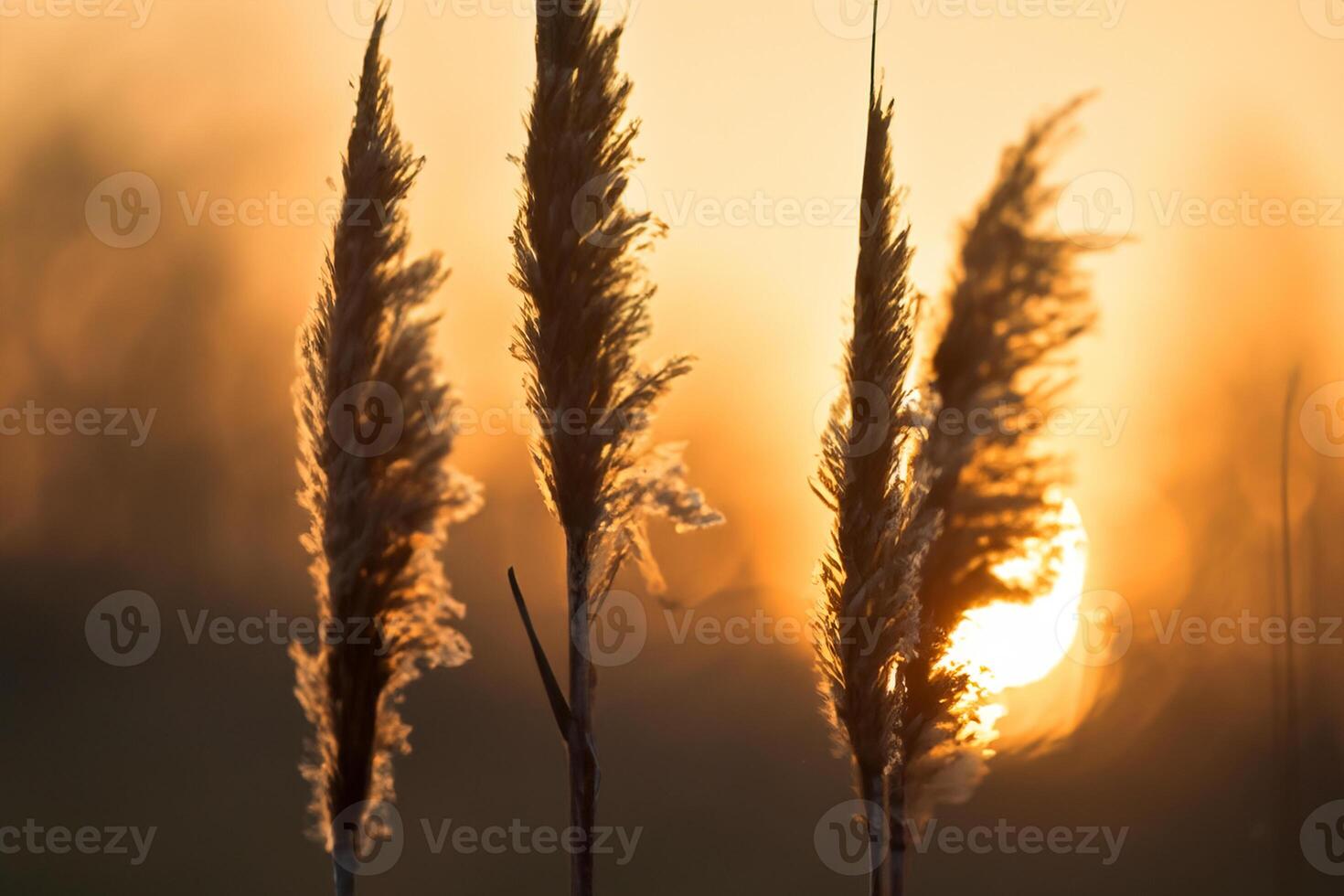 vass blommor sola sig i de strålnings glöd av de kväll Sol, skapande en spektakulär gobeläng av naturens kortlivad skönhet i de lugn skymning himmel foto