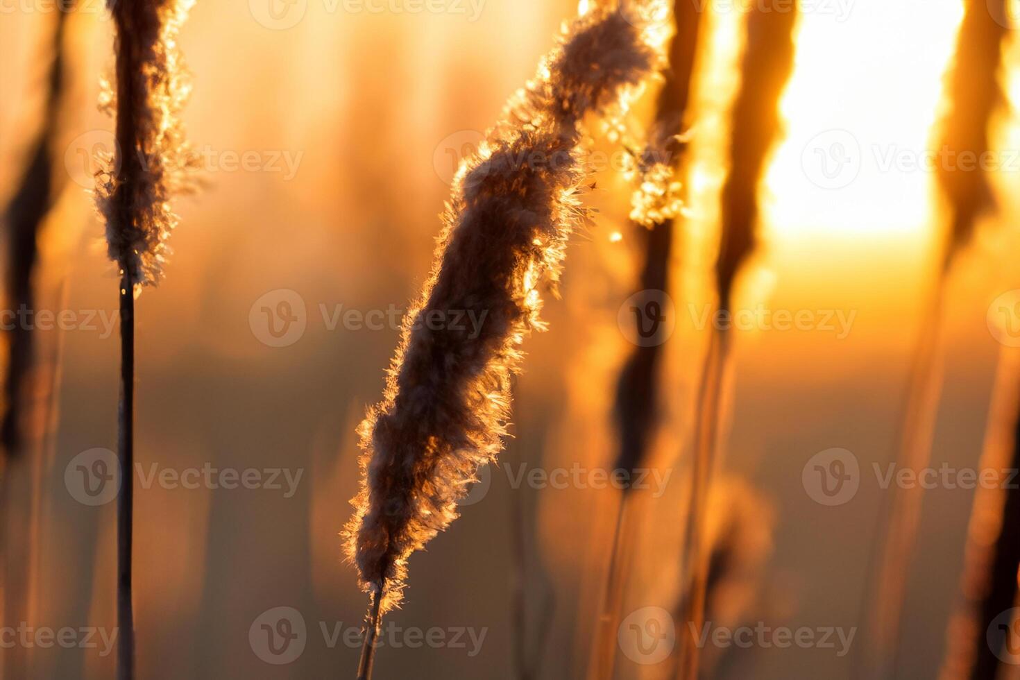 vass blommor sola sig i de strålnings glöd av de kväll Sol, skapande en spektakulär gobeläng av naturens kortlivad skönhet i de lugn skymning himmel foto