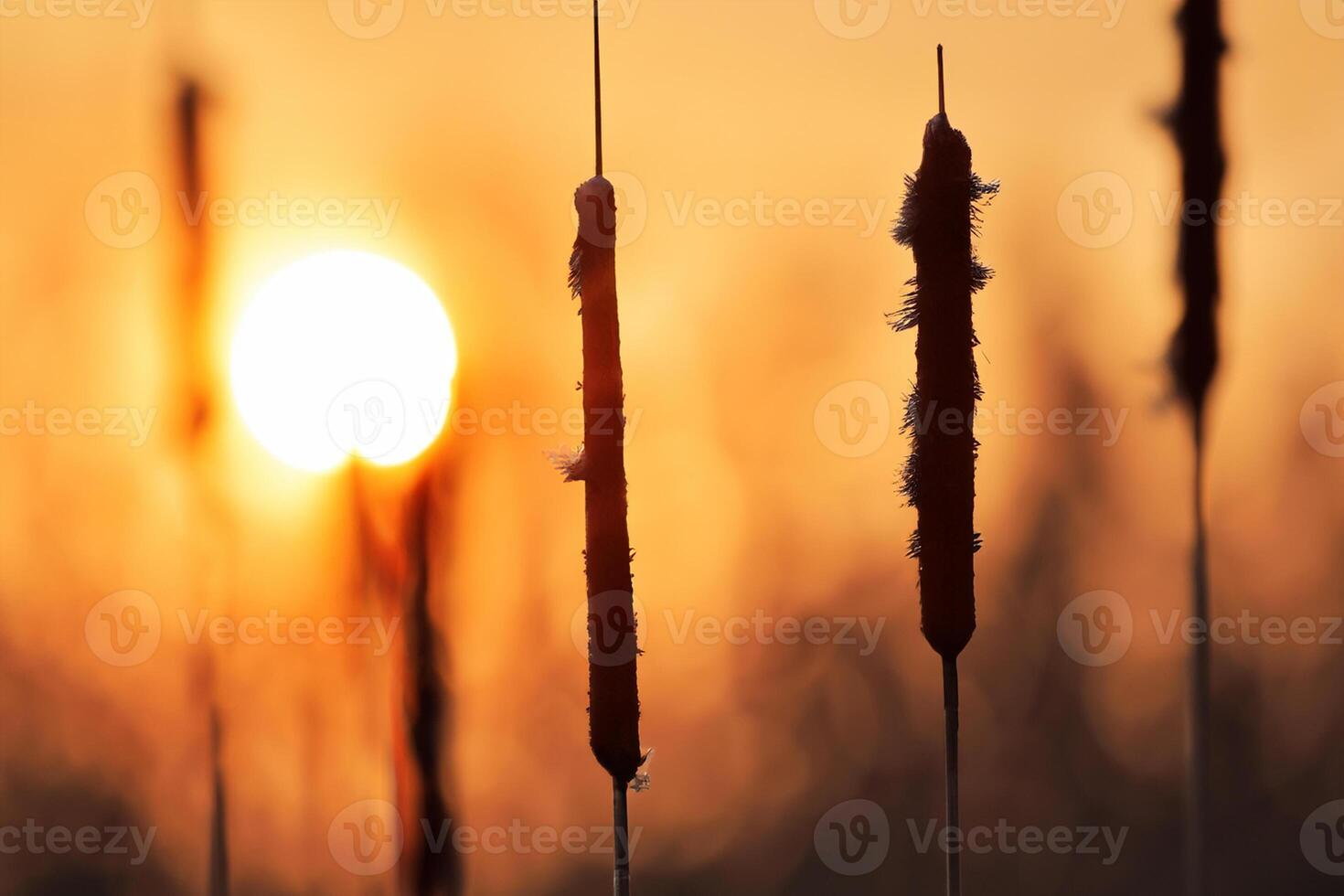 vass blommor sola sig i de strålnings glöd av de kväll Sol, skapande en spektakulär gobeläng av naturens kortlivad skönhet i de lugn skymning himmel foto