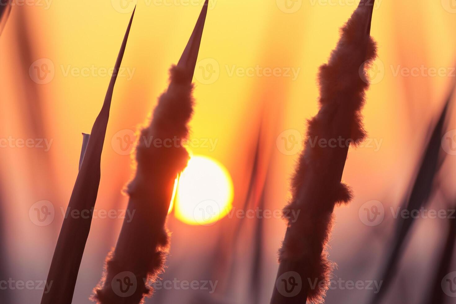 vass blommor sola sig i de strålnings glöd av de kväll Sol, skapande en spektakulär gobeläng av naturens kortlivad skönhet i de lugn skymning himmel foto