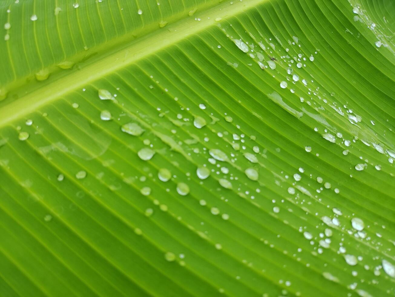 banan växt med dagg droppar på de löv foto