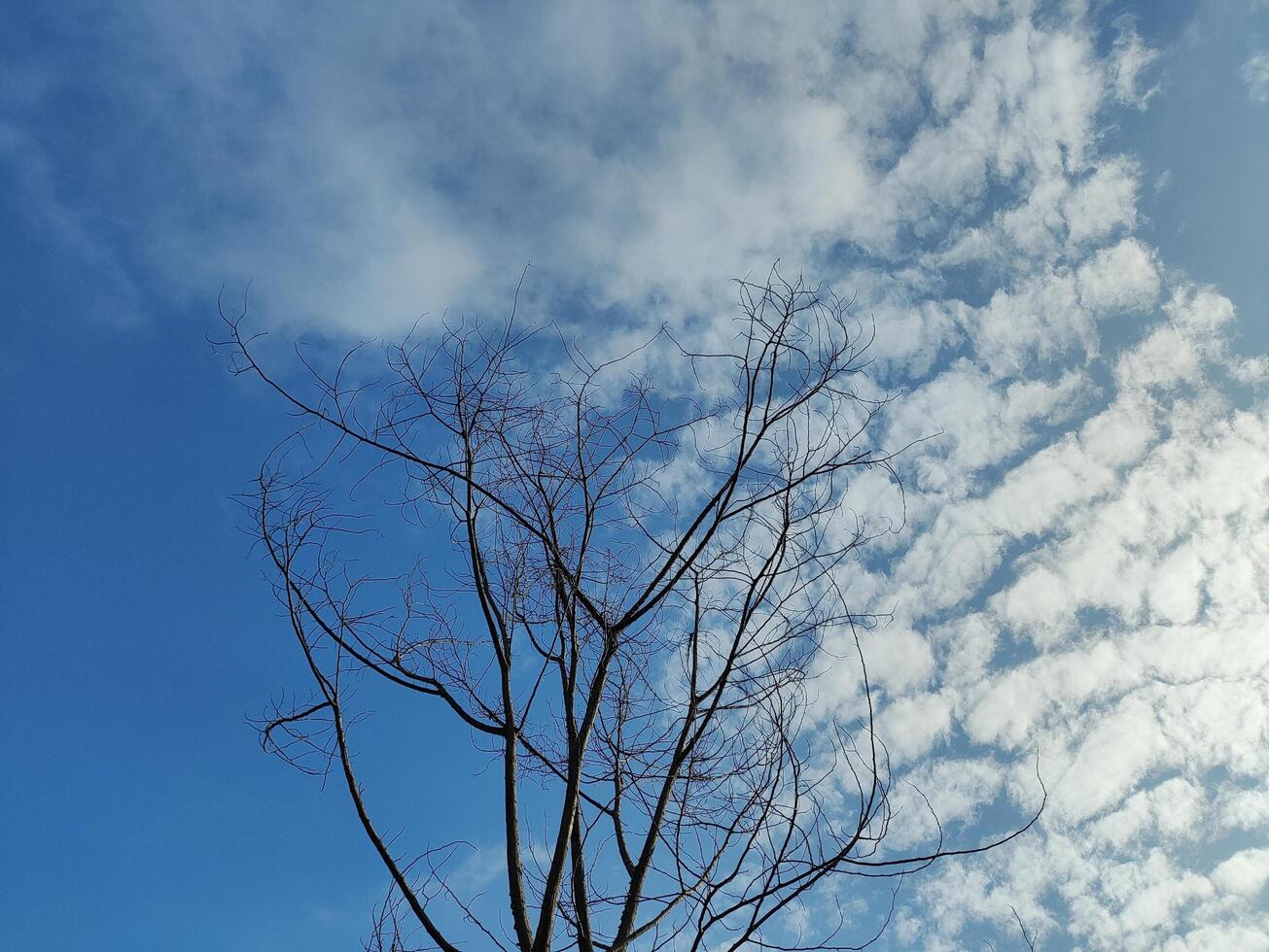 låg vinkel se av bar träd mot himmel foto