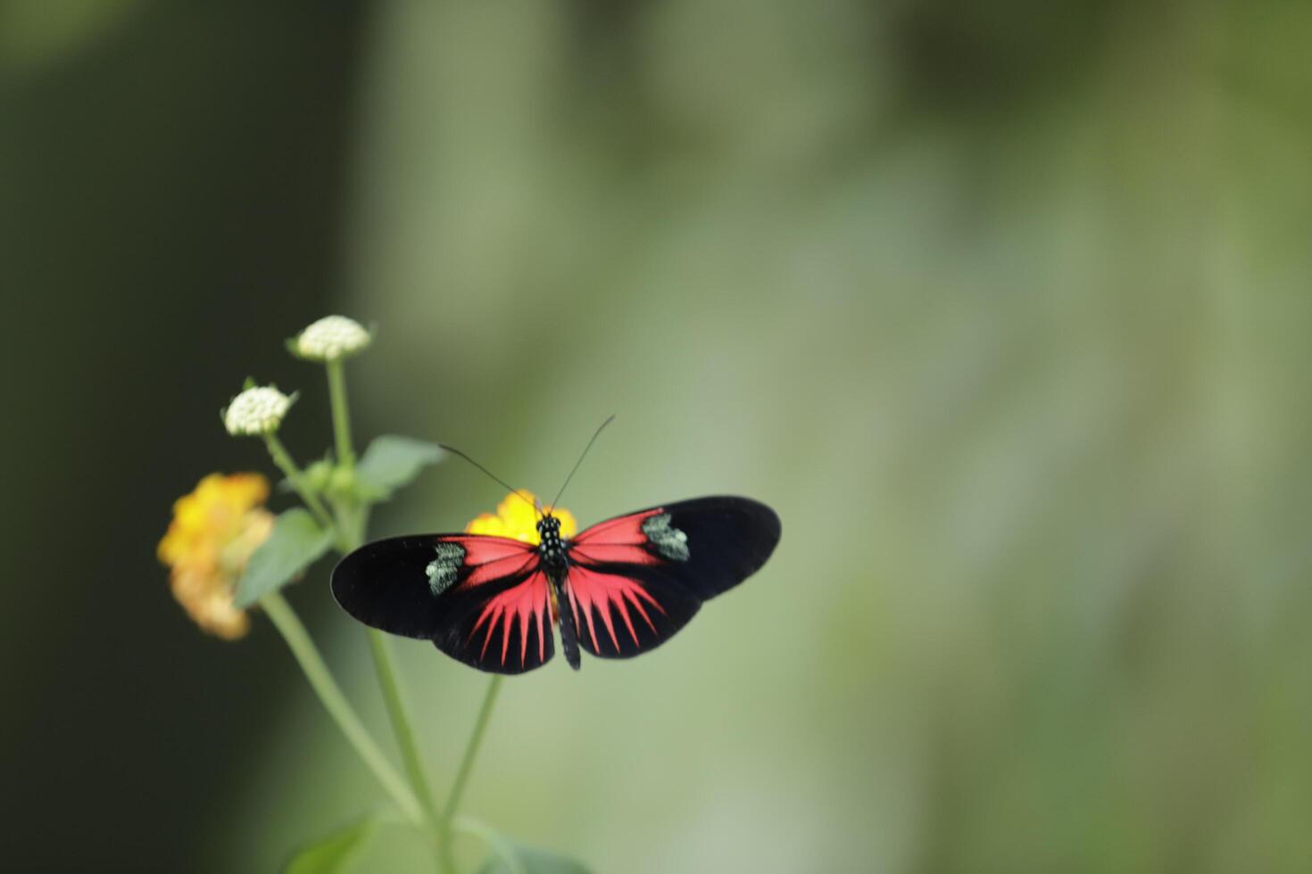 borsta fotad fjärilar, vanligen känd som de långvingar eller helikoner foto