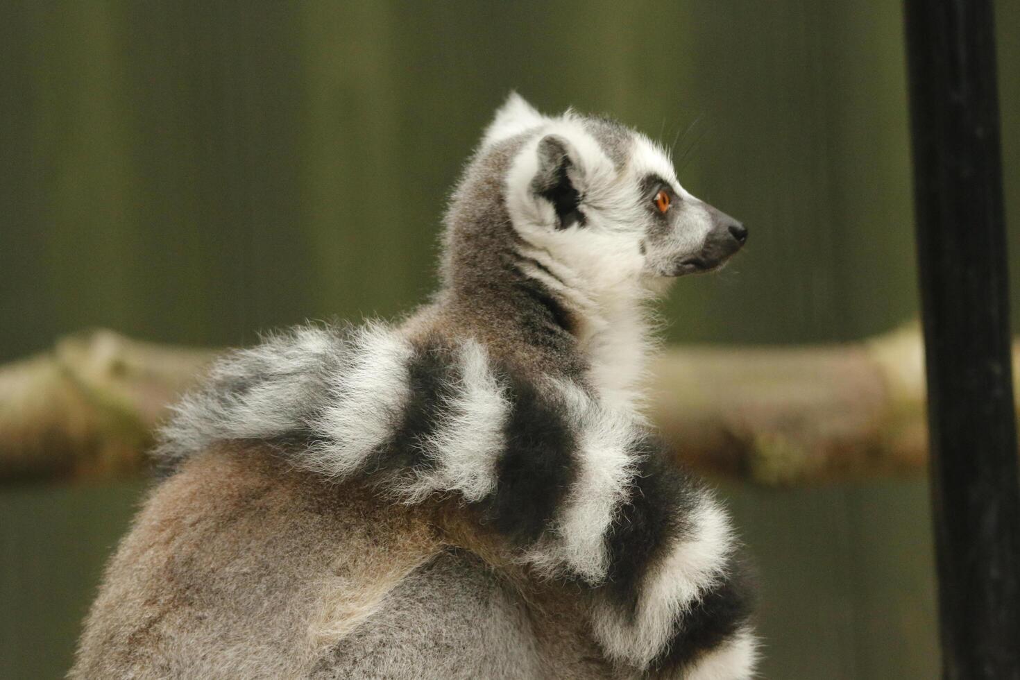 ring-tailed lemur foto