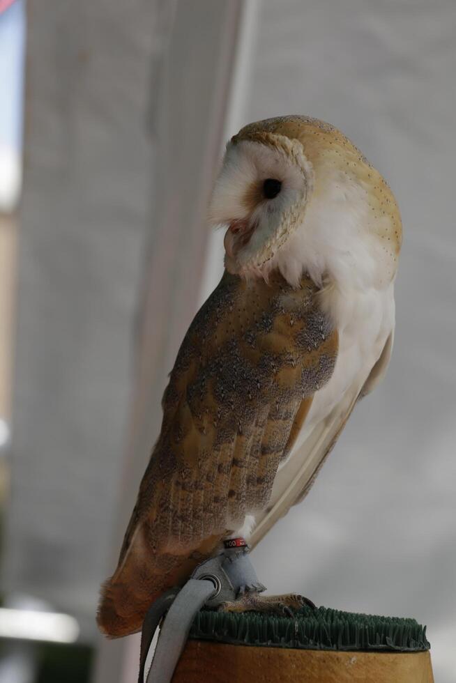 ladugård Uggla, fågel av byte foto