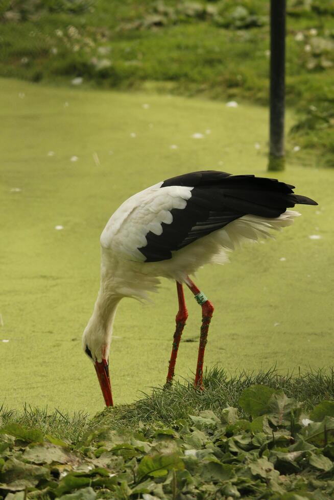 vit stork, skön vit fågel med en röd näbb foto