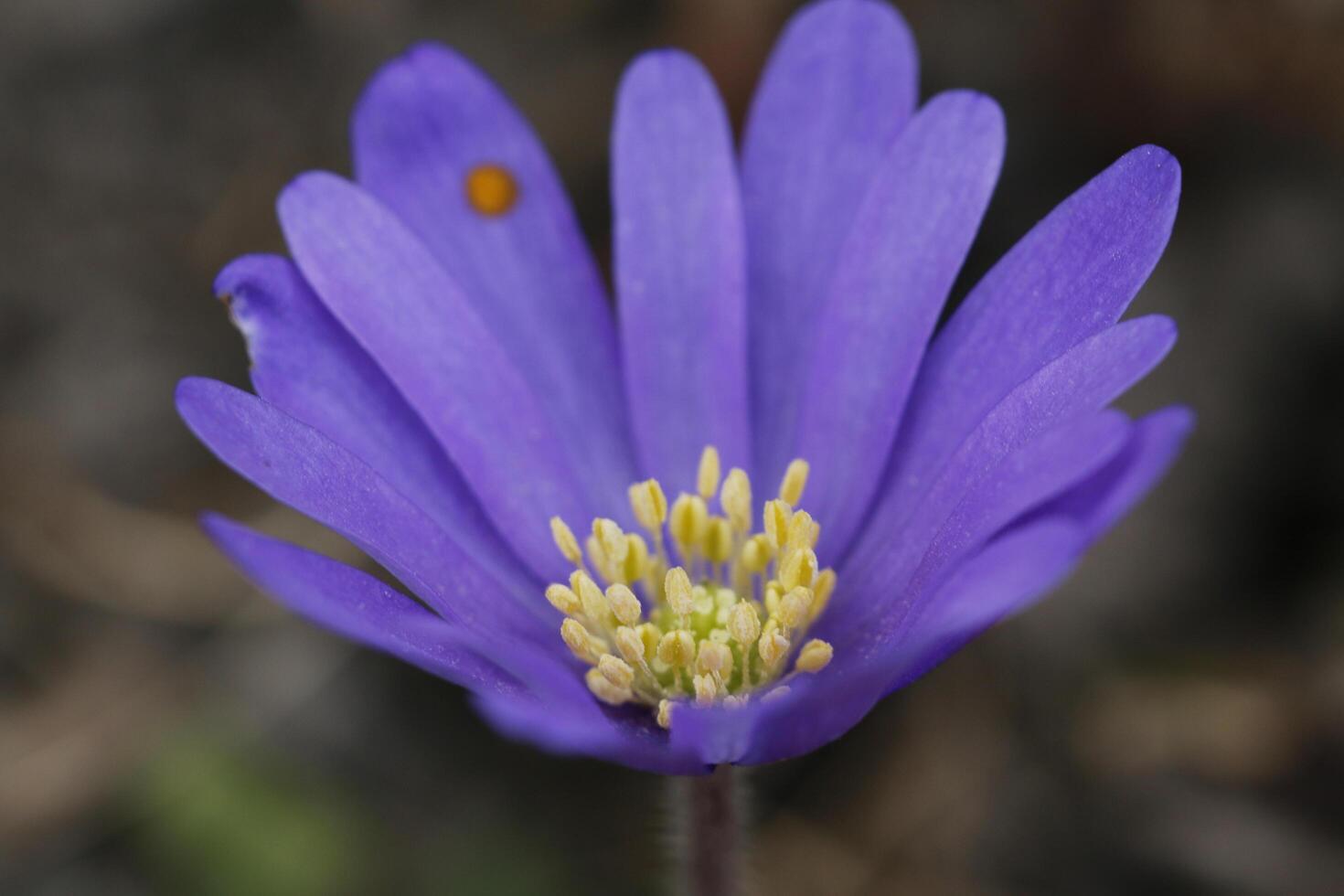 anemon blanda en ömtålig blå vår blomma foto