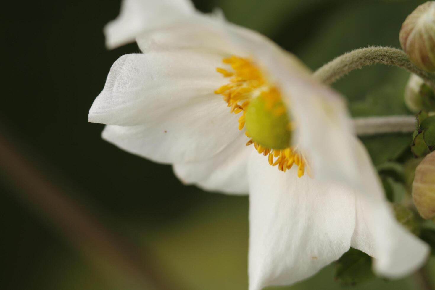 ömtålig vit anemon blomma foto