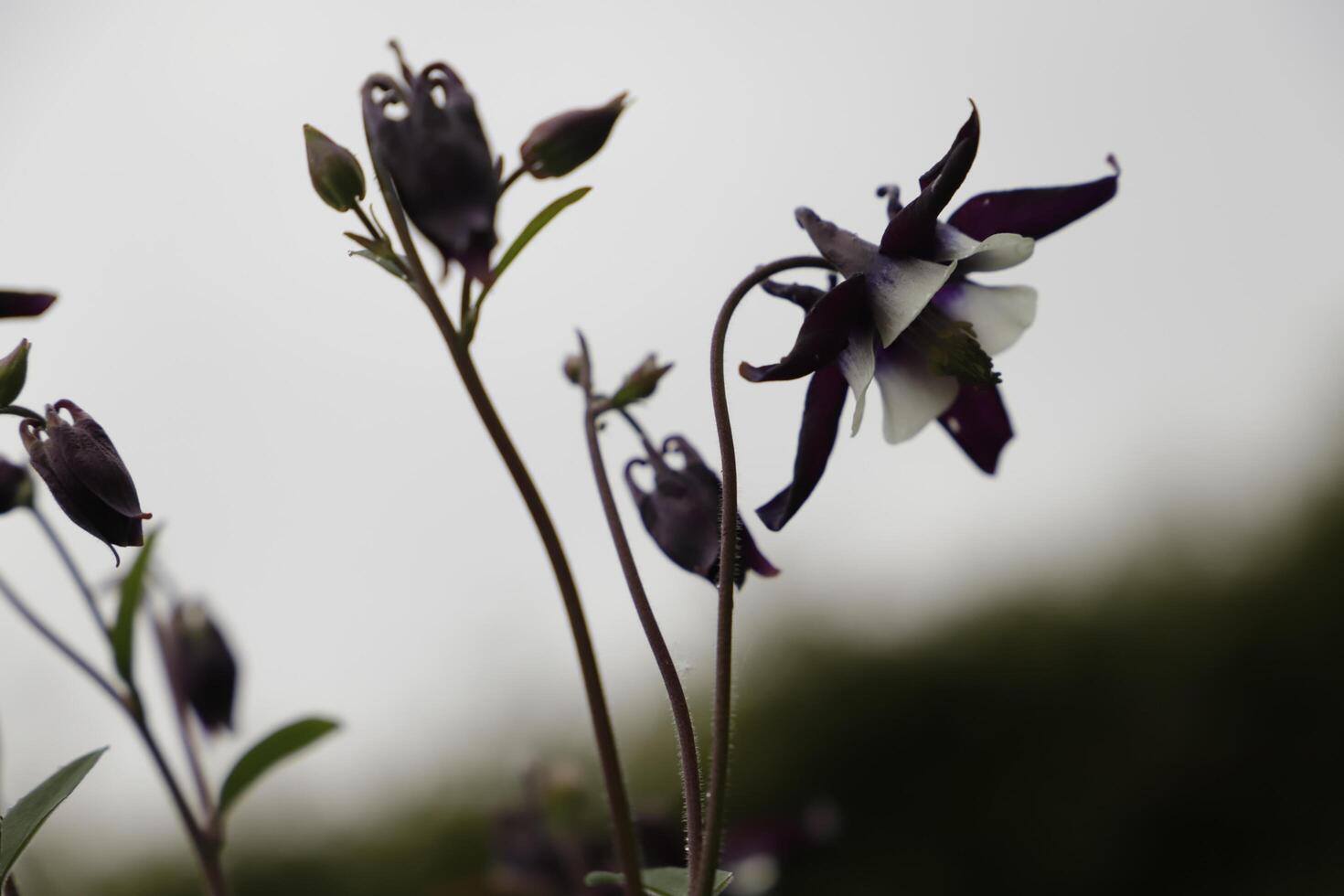 blå vit akleja blommor blomning i Maj. du kan hitta dem i många färger foto