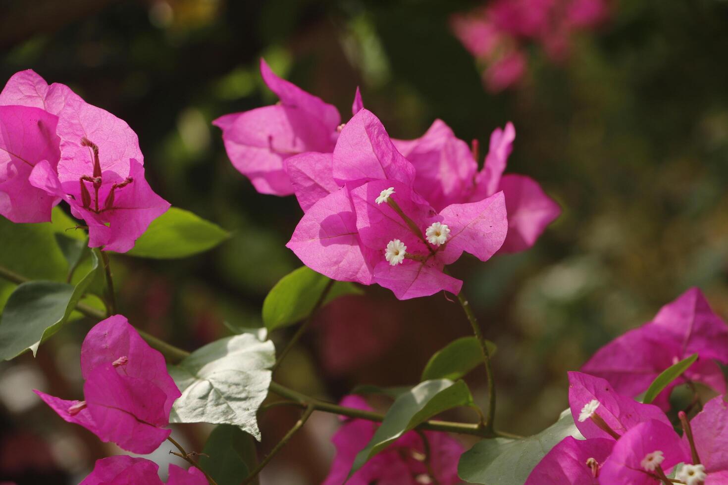 rosa blommor, bougainvillea ger blommor Allt genom de år foto