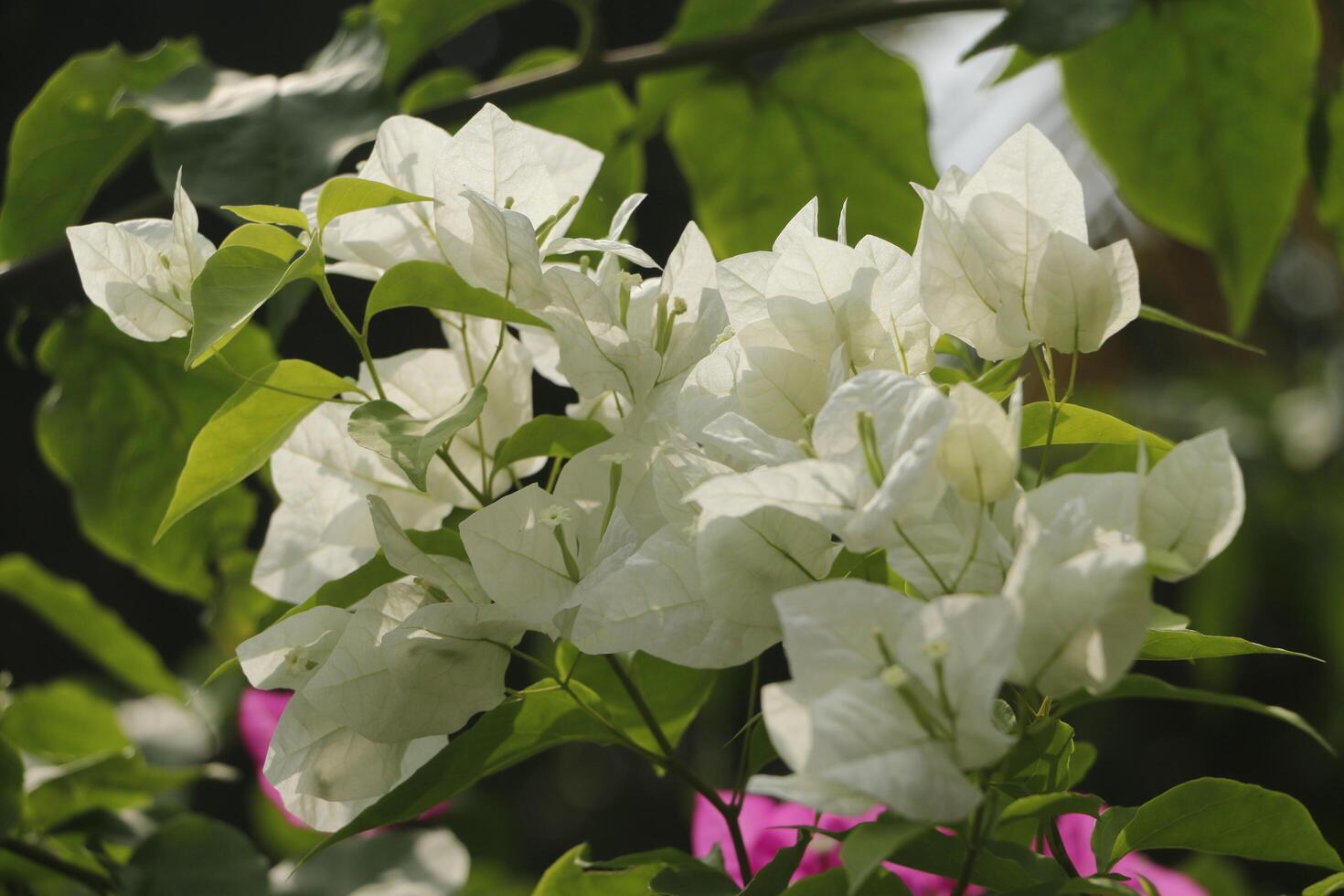 vit bougainvillea. bougainvillea ger blommor Allt genom de år foto