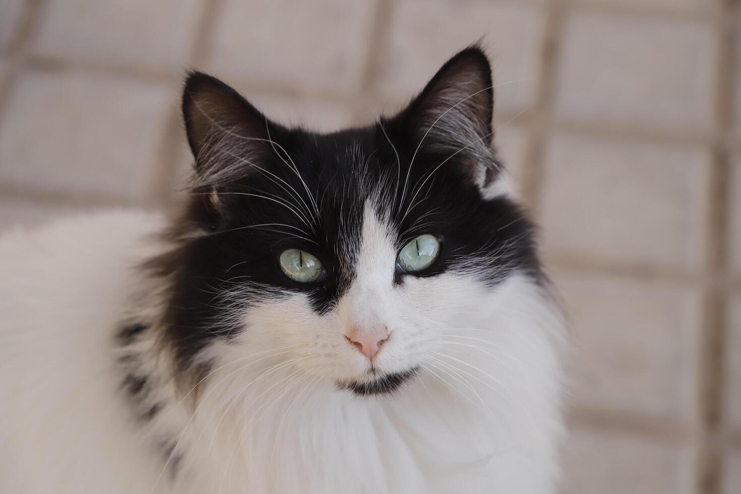 porträtt av en svartvit katt foto