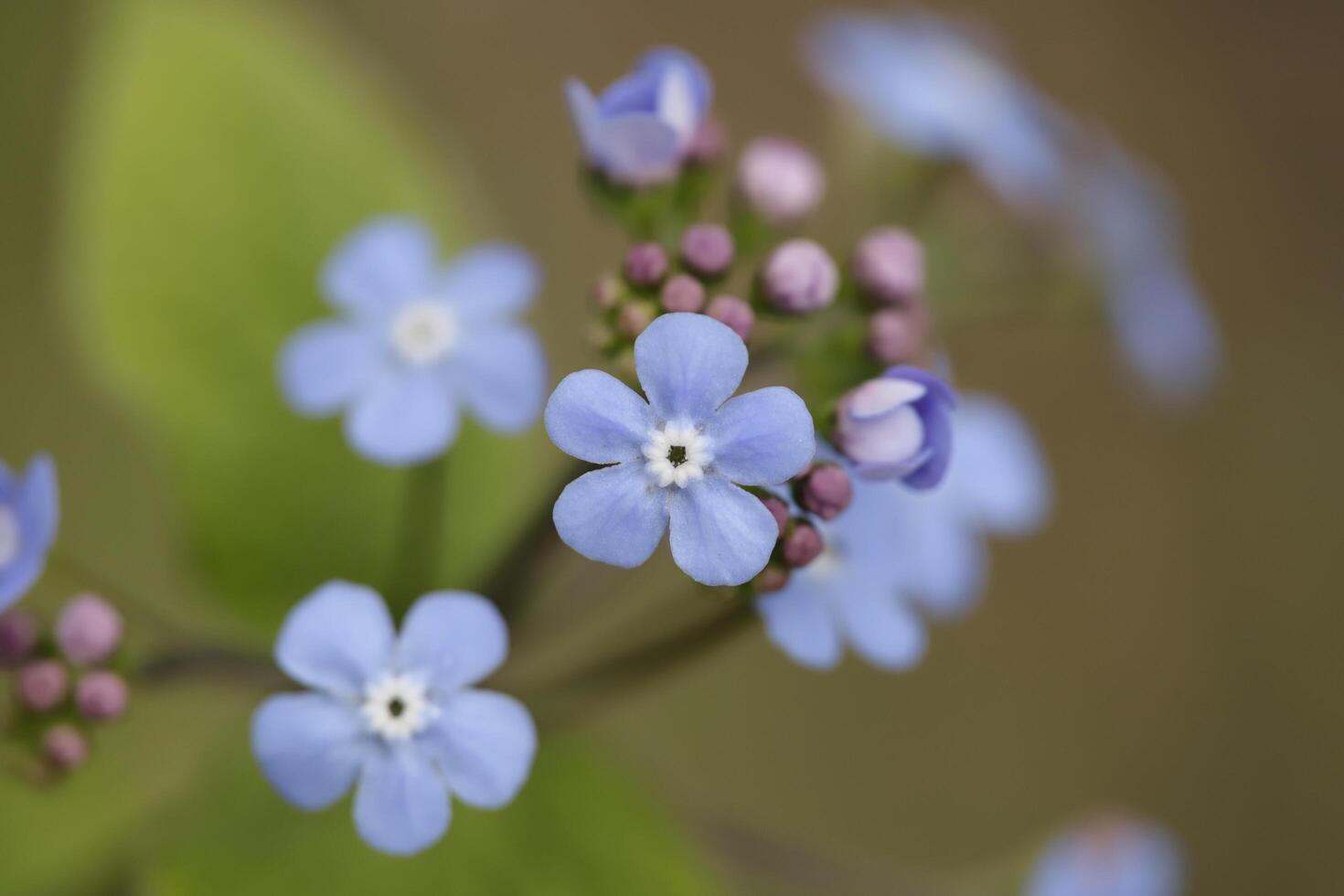 glömma mig inte blommor en ömtålig blå blomma foto