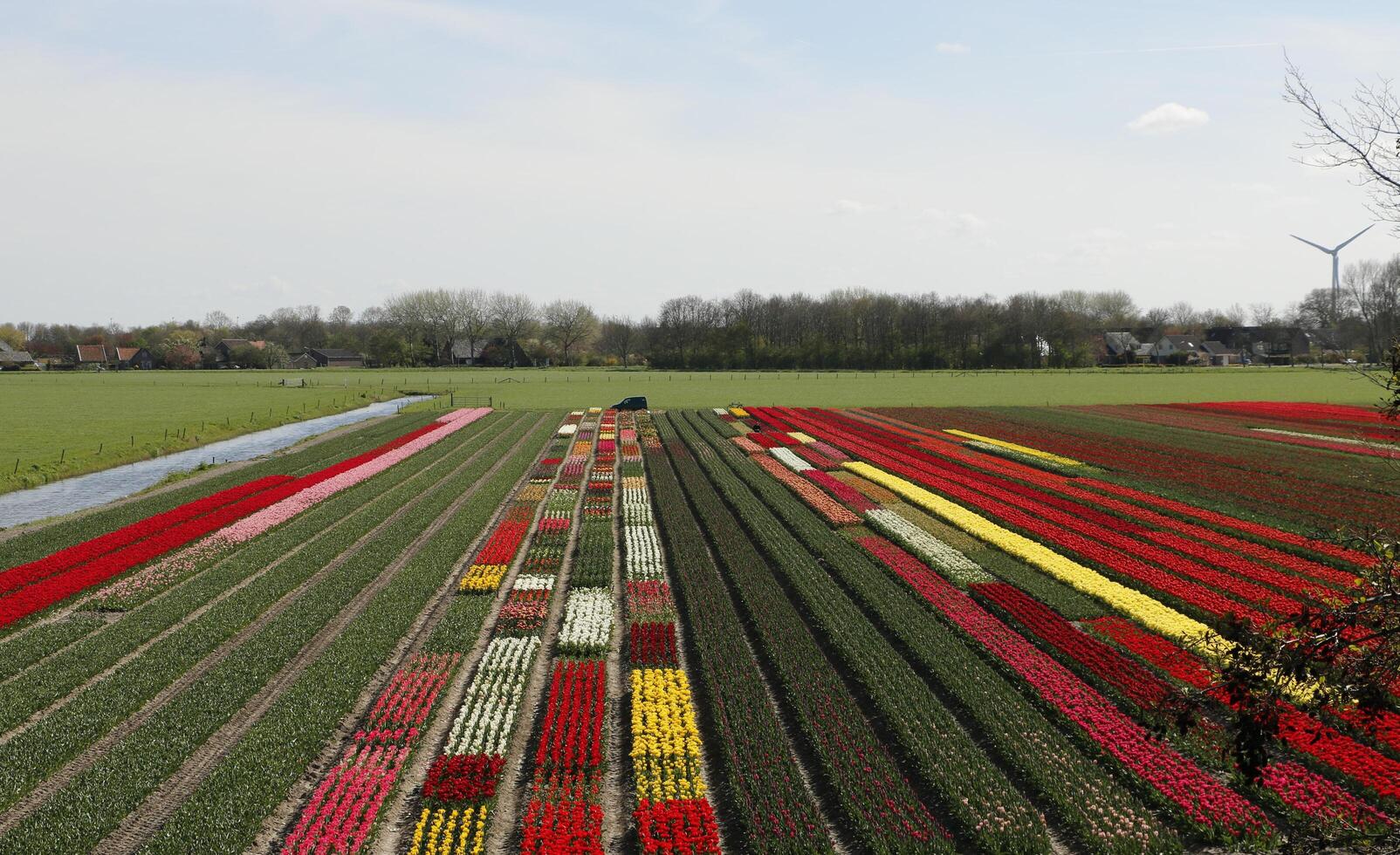 färgrik tulpan fält i de vår. blommor sett från en högre perspektiv. foto