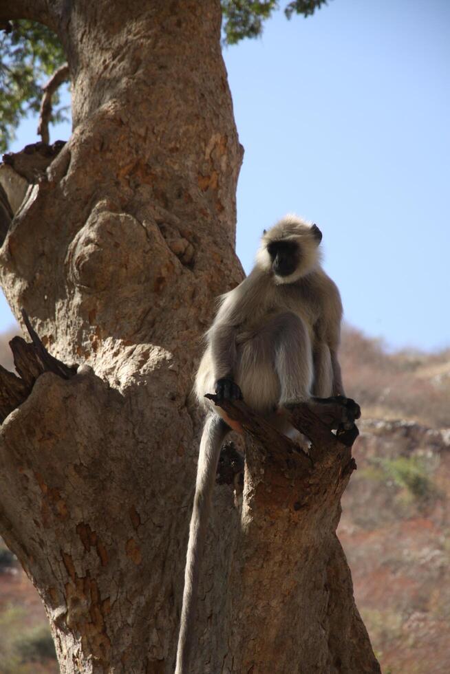 hanuman langur är en liten apa med en svart ansikte, levande i Indien foto