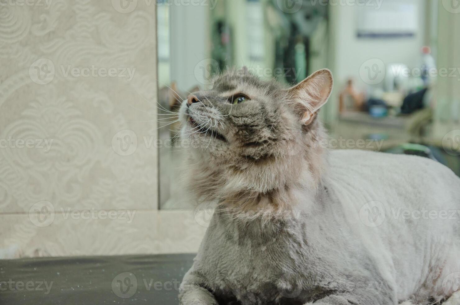 katt liggande på grooming tabell efter frisyr foto