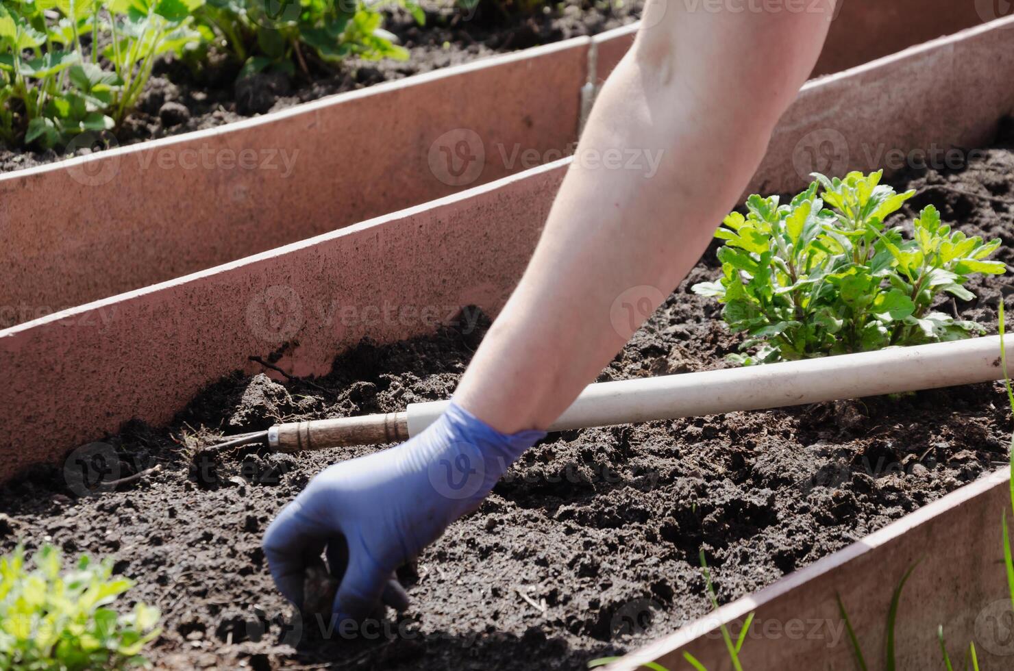 lossa de jord i de säng och ta bort smuts mellan de plantor foto