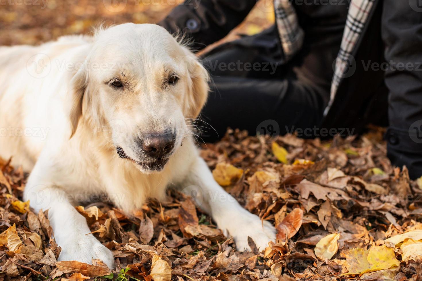 glad ägare kvinna leker med sin retriever hund i höst park foto