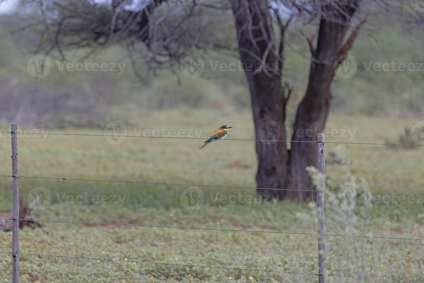 bild av en färgrik bi -ätare fågel Sammanträde på en staket i namibia foto