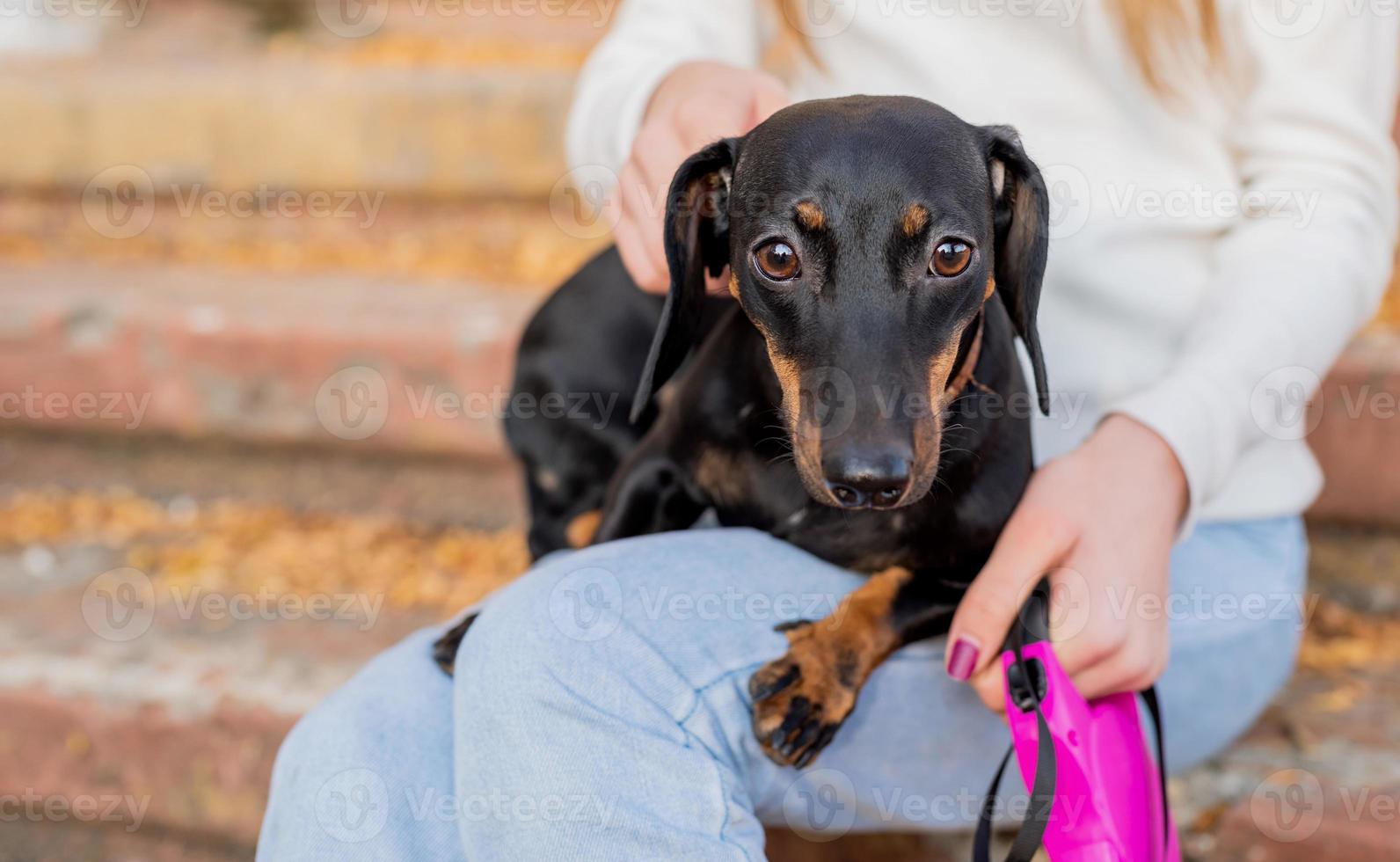 taxhund som ligger på knäna av sin ägare utomhus foto