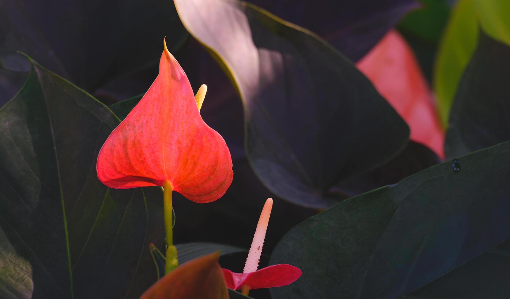 solljus och skugga på yta av röd hårpiska anthurium blommor eller flamingo blommor är blomning med grön löv i botanisk trädgård, stänga upp med kopia Plats foto