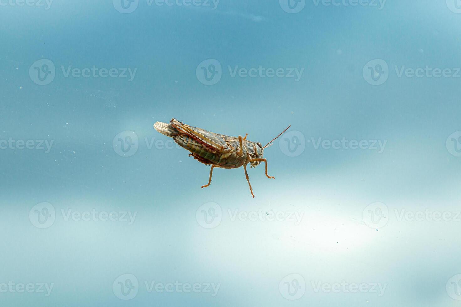 underbar gräshoppa mot en blå himmel foto