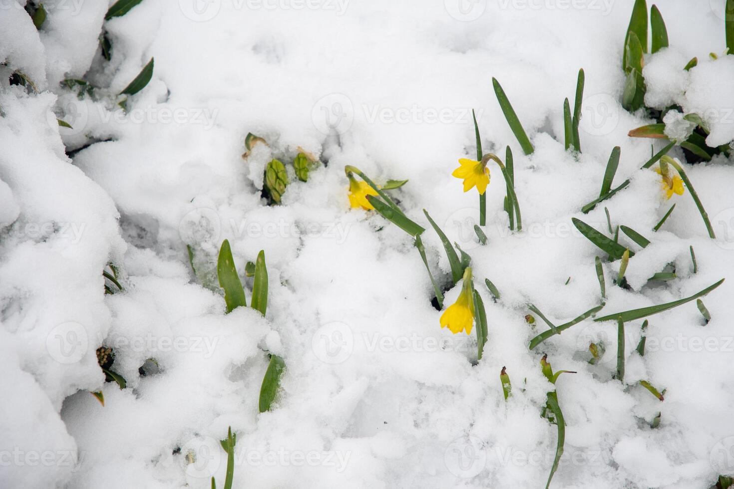 gul vår påskliljor blommor täckt förbi snö utomhus, väder avvikelser foto