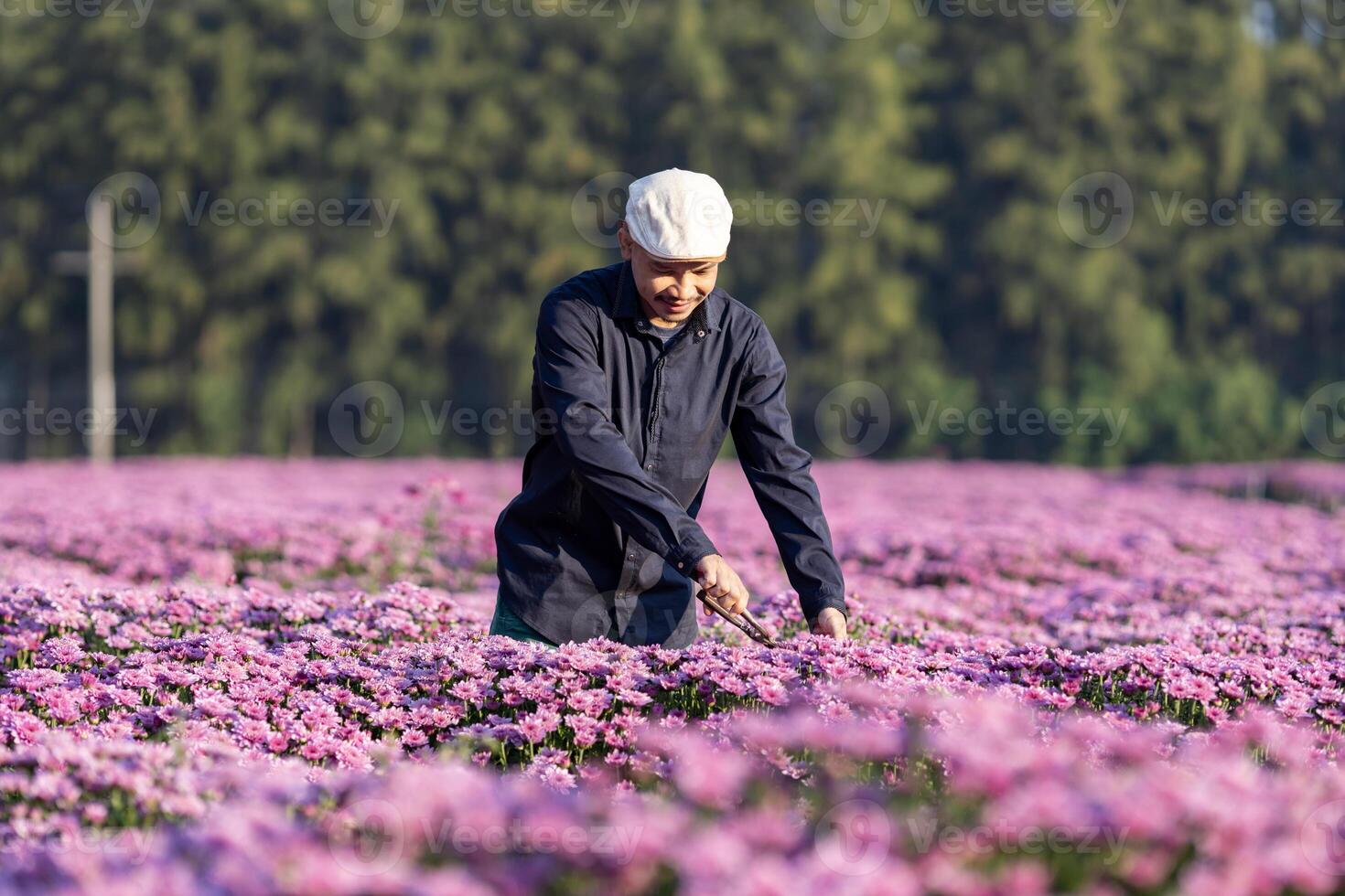 asiatisk jordbrukare och blomsterhandlare är skärande lila krysantemum blomma använder sig av sekatör för skära blomma företag för död- rubrik, odling och skörda säsong begrepp foto