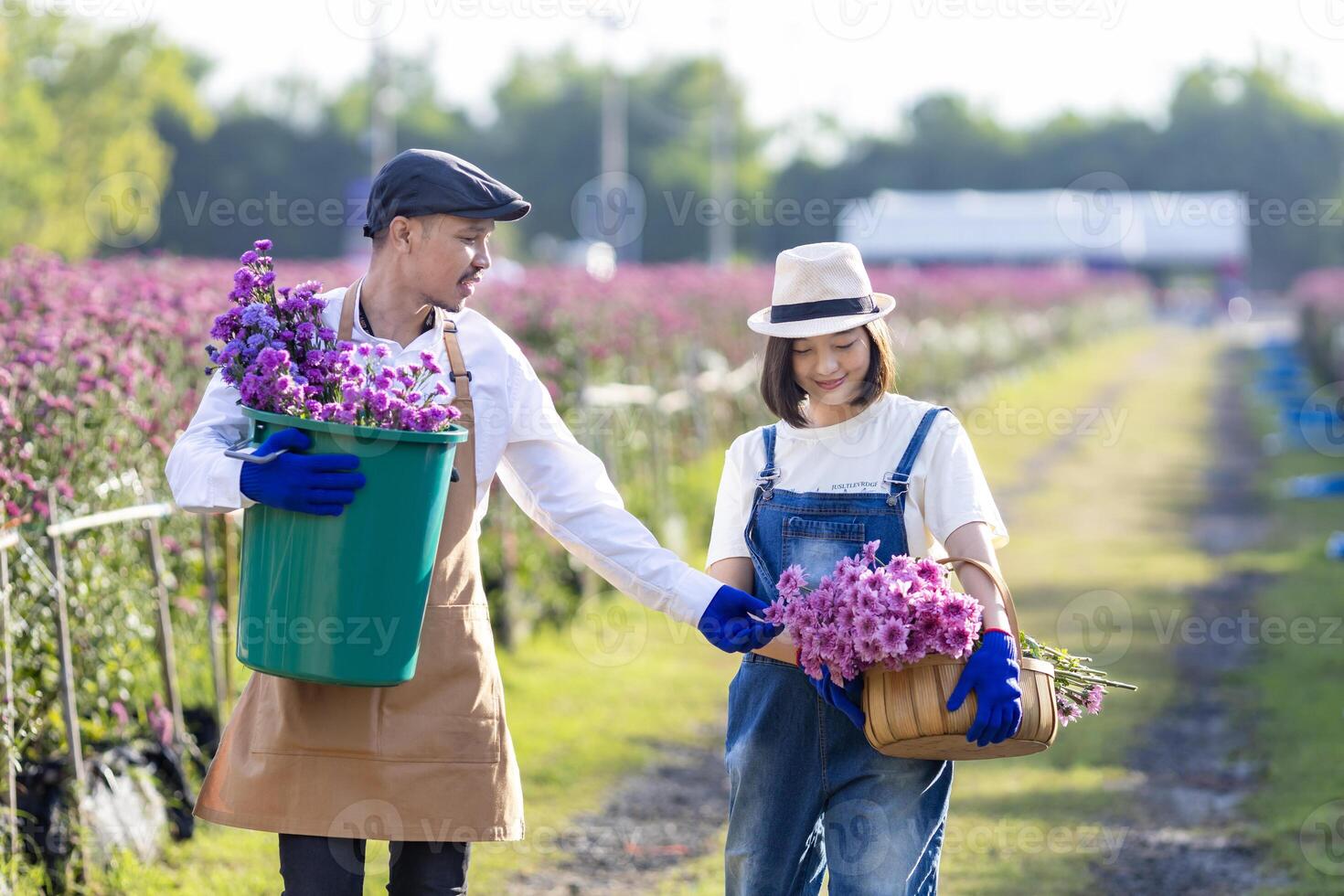 team av asiatisk jordbrukare och blomsterhandlare är arbetssätt i de bruka medan skärande lila krysantemum blomma använder sig av sekatör för skära blomma företag för död- rubrik, odling och skörda säsong foto