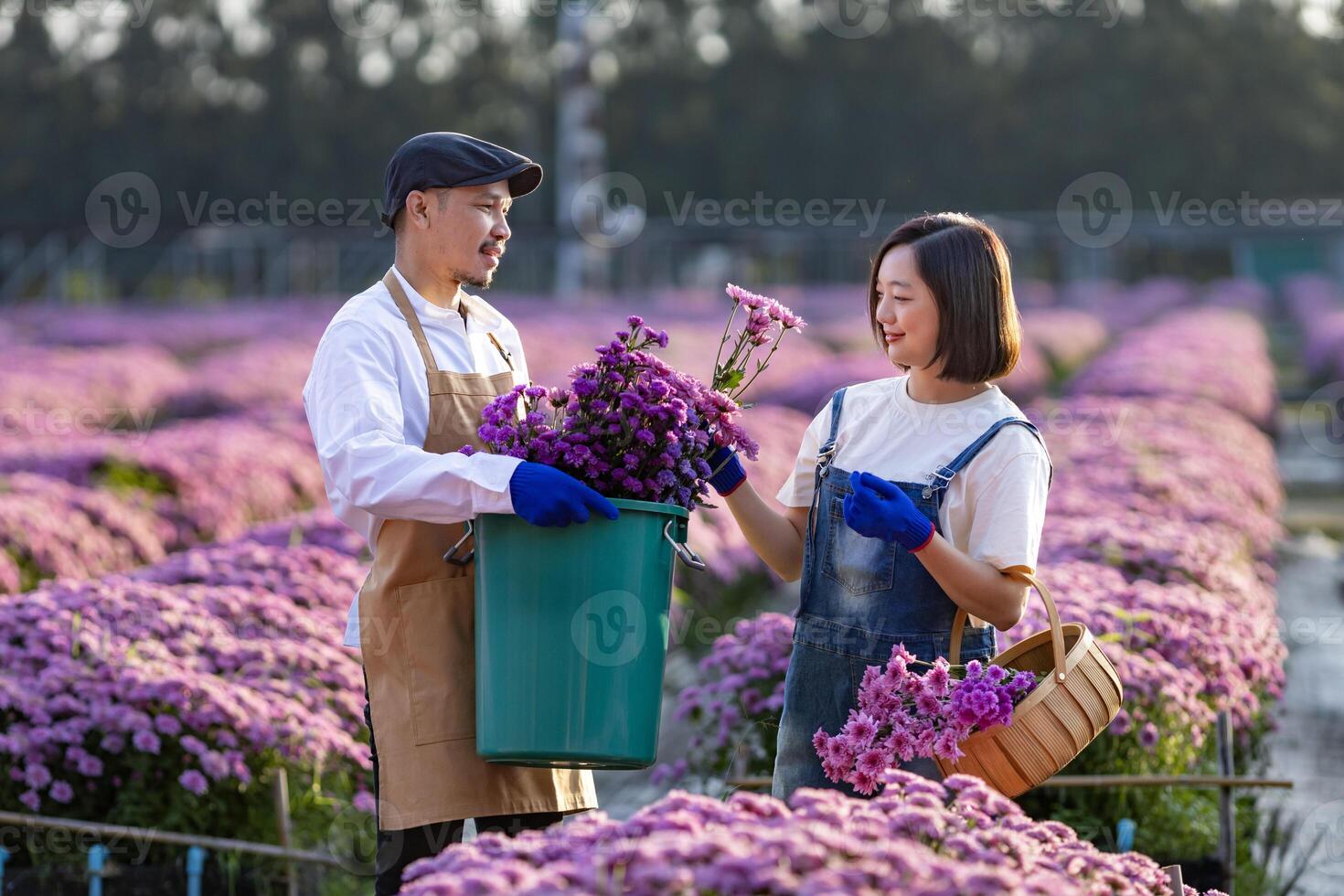 team av asiatisk jordbrukare och blomsterhandlare är arbetssätt i de bruka medan skärande lila krysantemum blomma använder sig av sekatör för skära blomma företag för död- rubrik, odling och skörda säsong foto