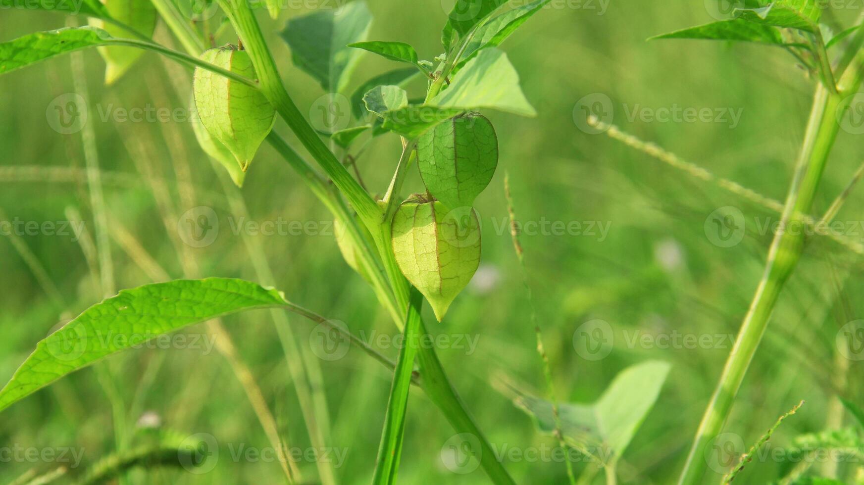 physalis angulata eller ciplukan som växer runt om torr ris fält foto