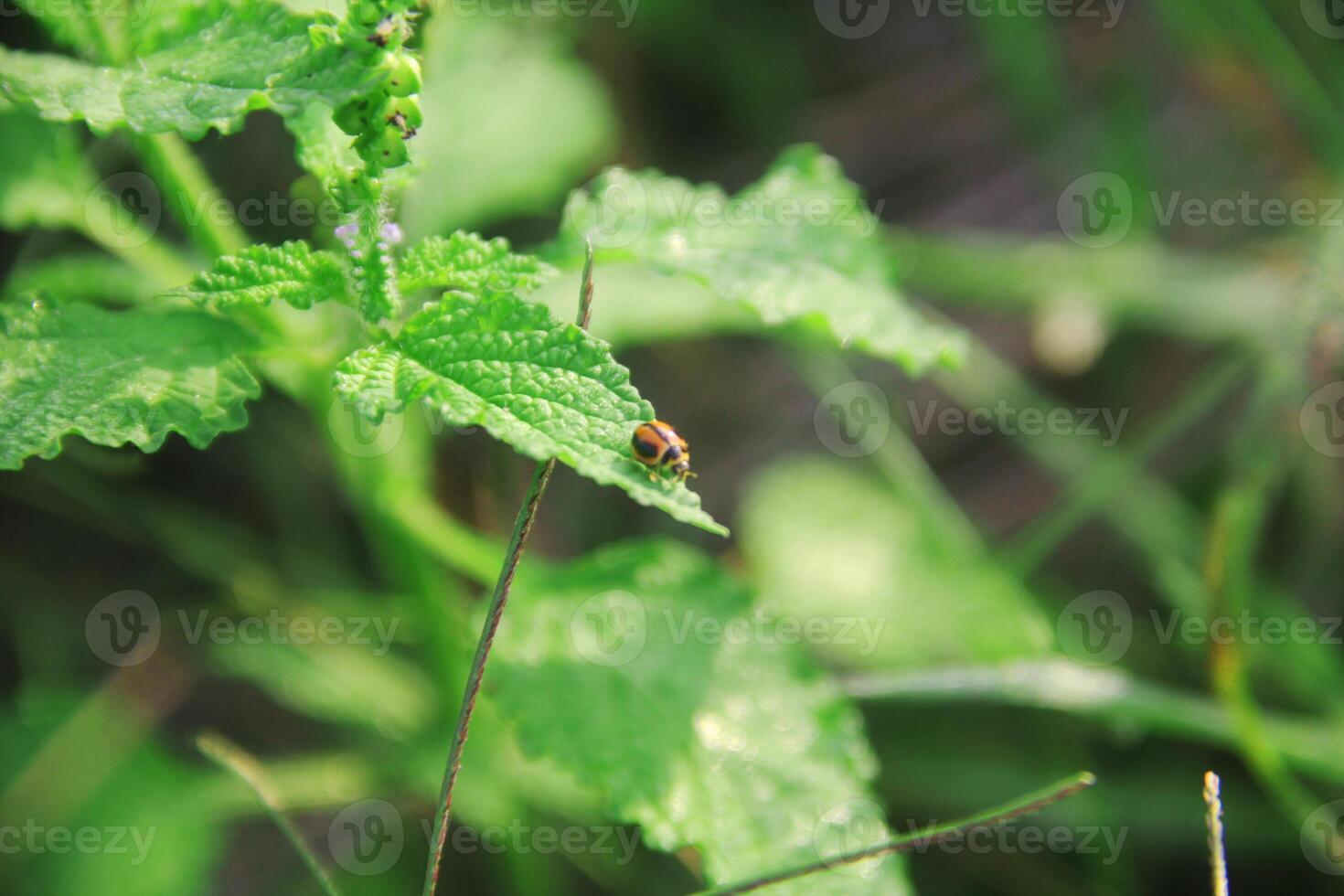 makro fotografi av en nyckelpiga uppflugen på löv foto