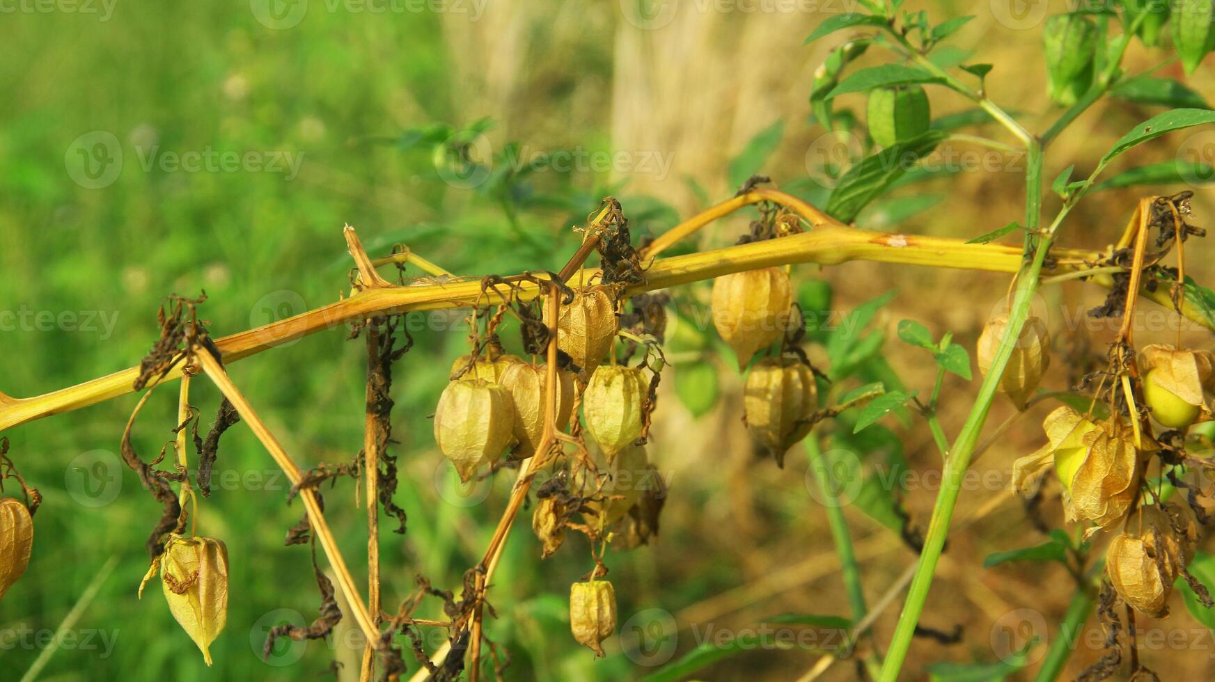 physalis angulata eller ciplukan som växer runt om torr ris fält foto