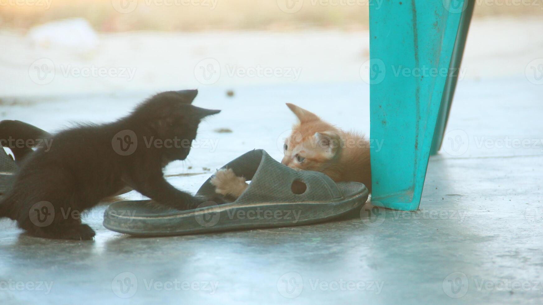 kattunge spelar med Övrig kattungar foto