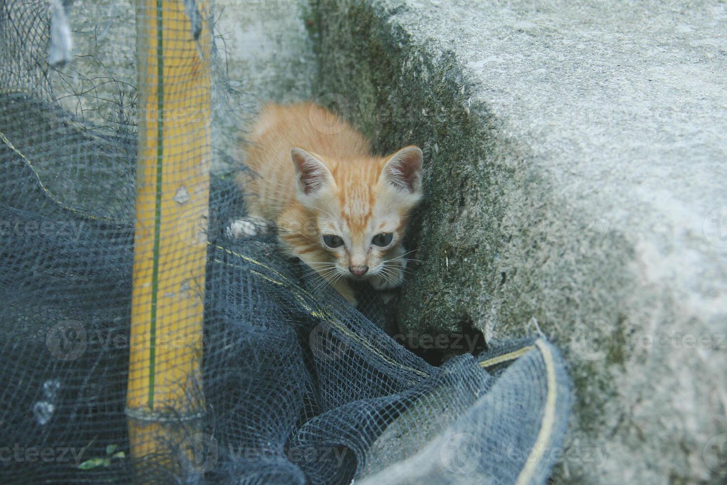 kattunge spelar med Övrig kattungar foto