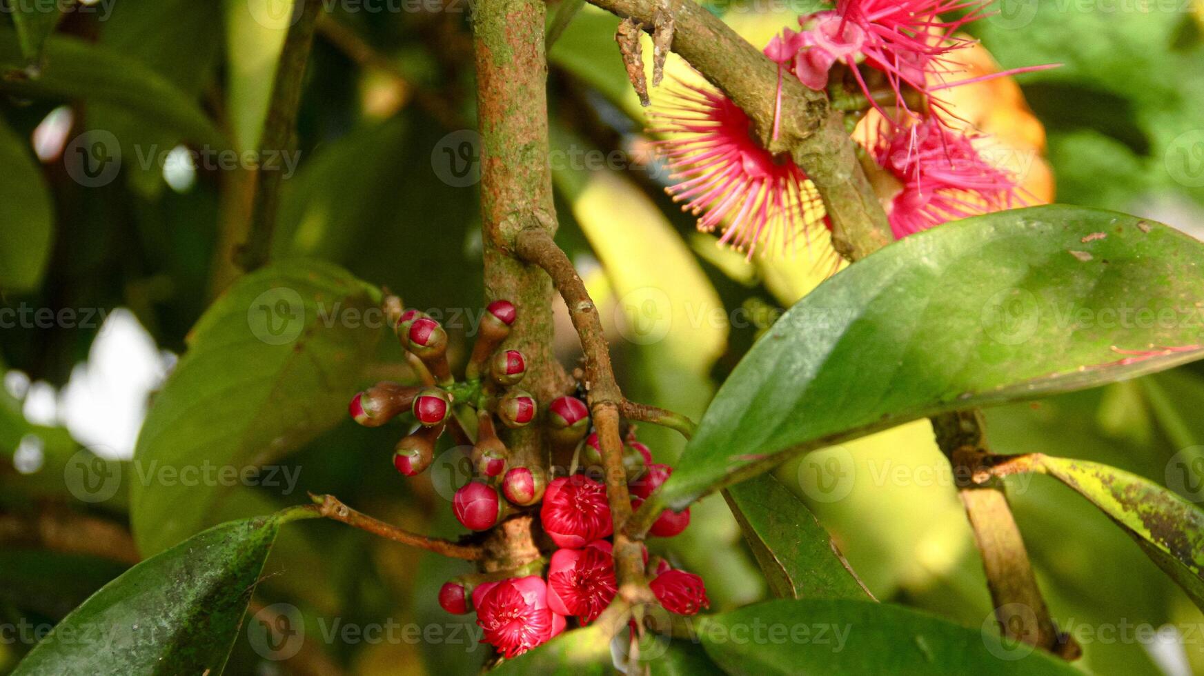 blommor från de äggstock av de jamaican vatten guava som är redo till vara pollinerad foto
