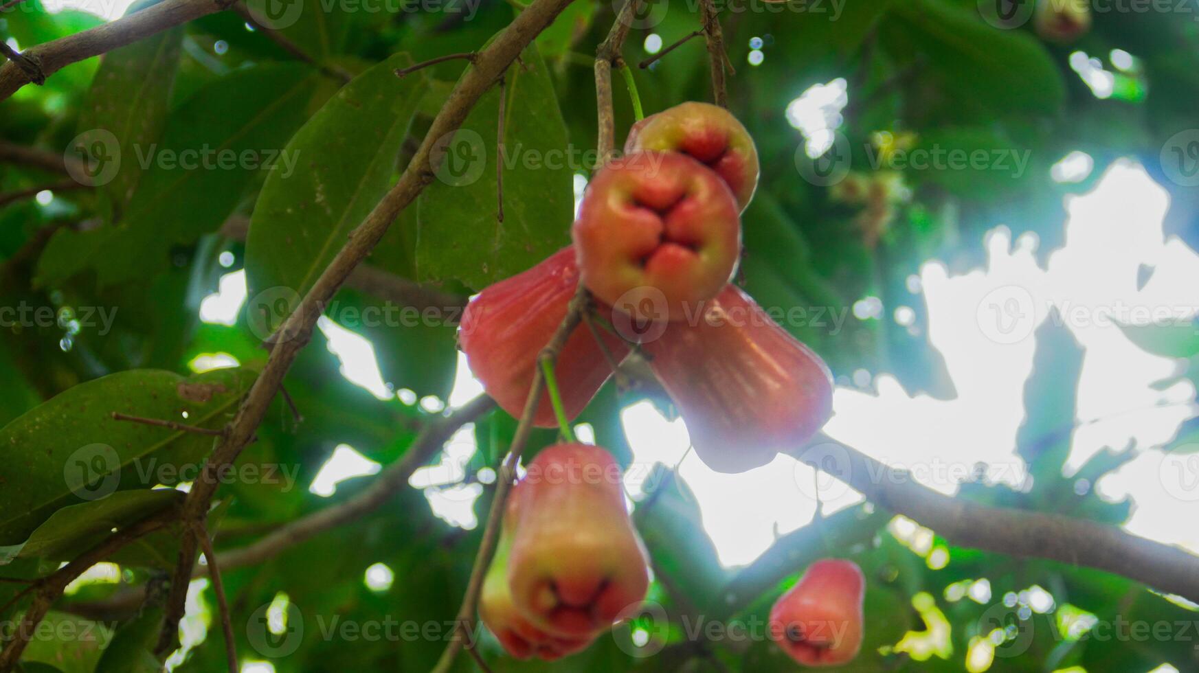 mogen stringtrosa samsi vatten guava med en ljus röd Färg och frodig löv foto