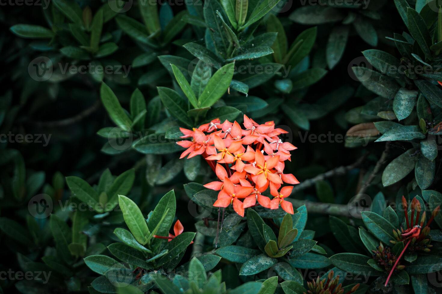 ashoka blommor blomma vackert i de torr säsong i lantlig områden av indonesien foto