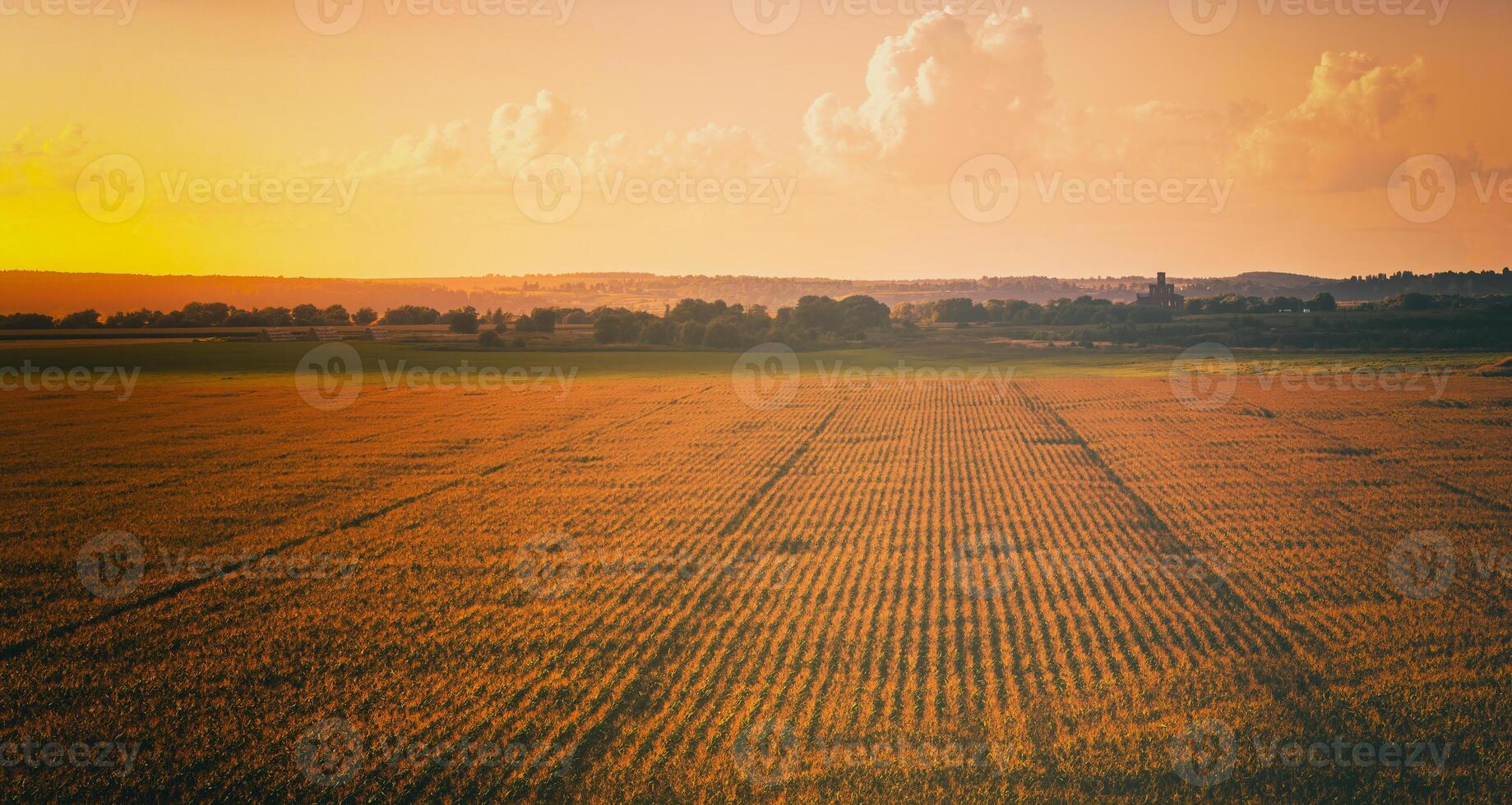 topp se till de rader av ung majs i ett jordbruks fält på solnedgång eller soluppgång. årgång filma estetisk. foto