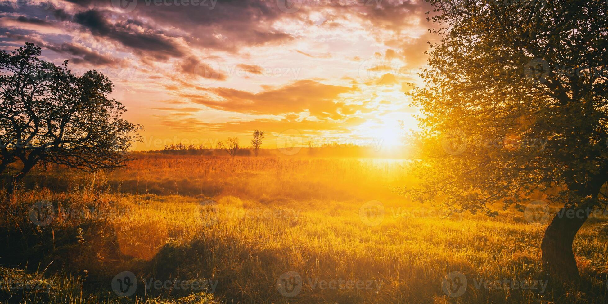 soluppgång i en vår fält med grön gräs, lupin groddar, dimma på de horisont, träd på en förgrund och molnig himmel. årgång filma estetisk. foto