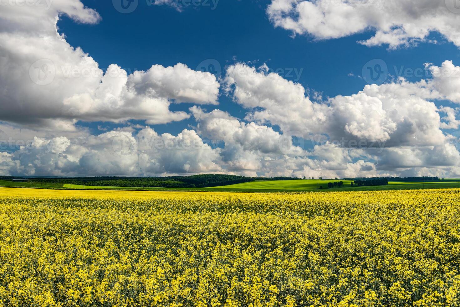 rapsfrö fält med skön molnig himmel. lantlig landskap. foto