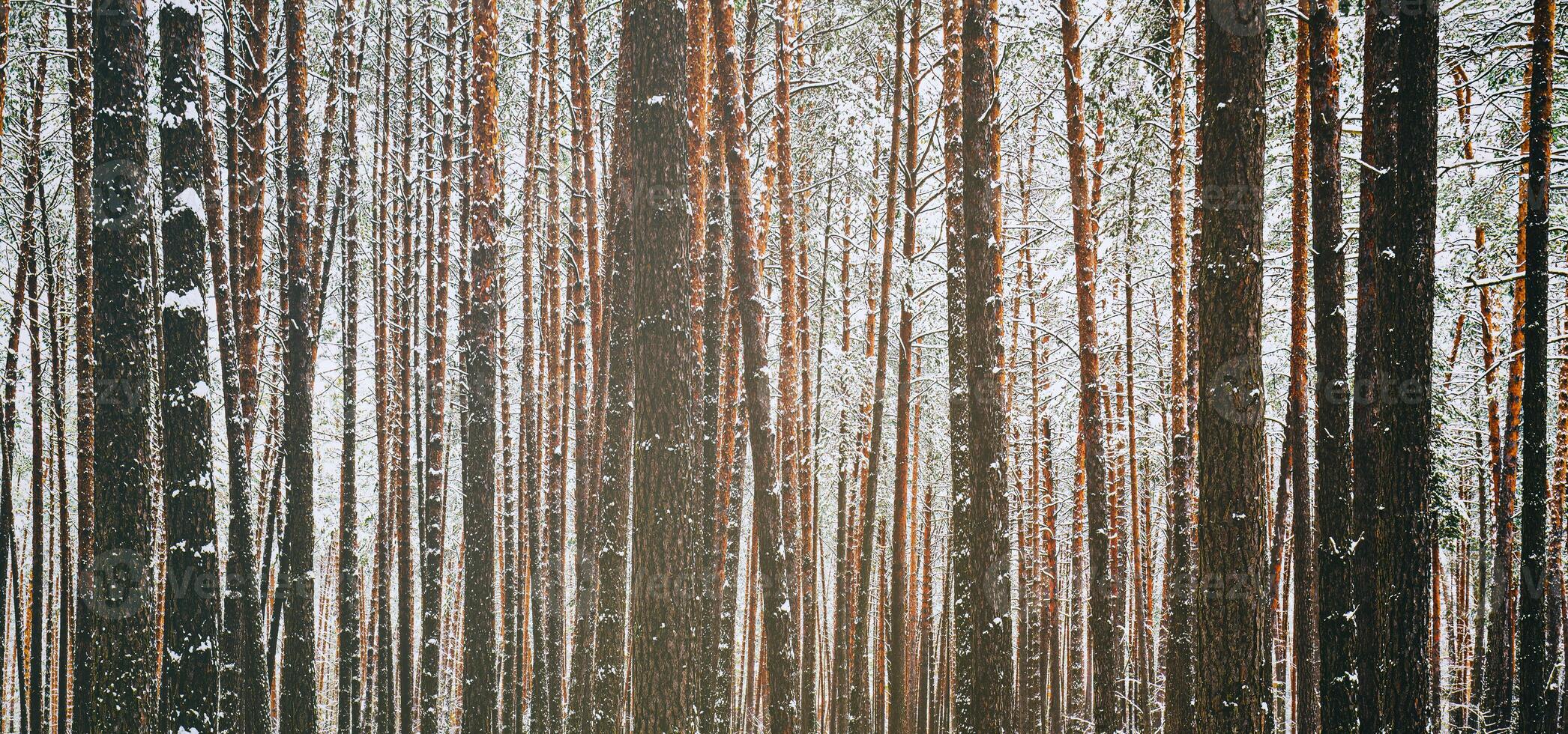 snöfall i en tall skog på en vinter- molnig dag. tall trunkar täckt med snö. årgång filma estetisk. foto