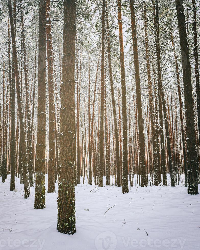 snöfall i en tall skog på en vinter- molnig dag. tall trunkar täckt med snö. årgång filma estetisk. foto