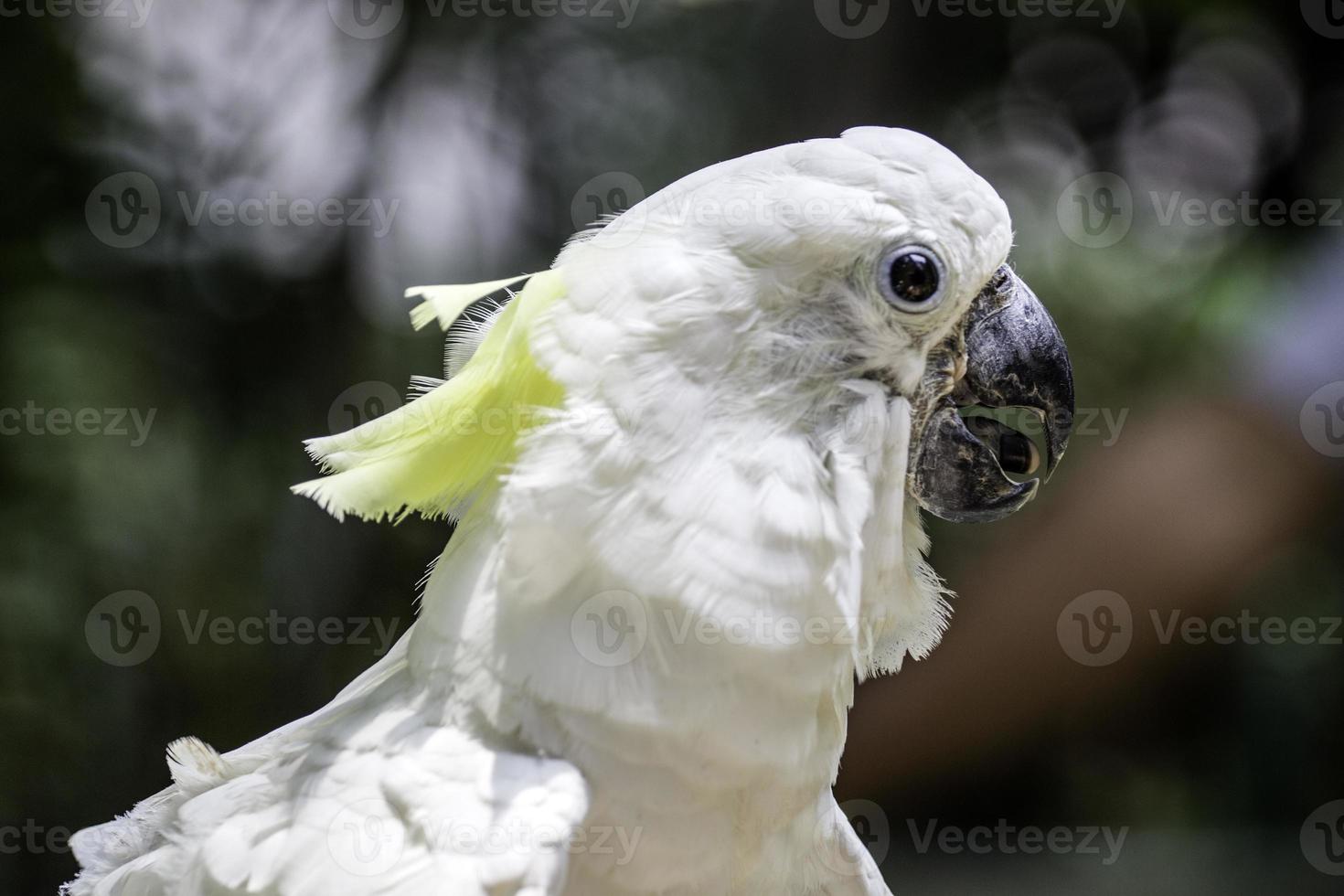 vit fågel papegoja kakaduhuvud foto