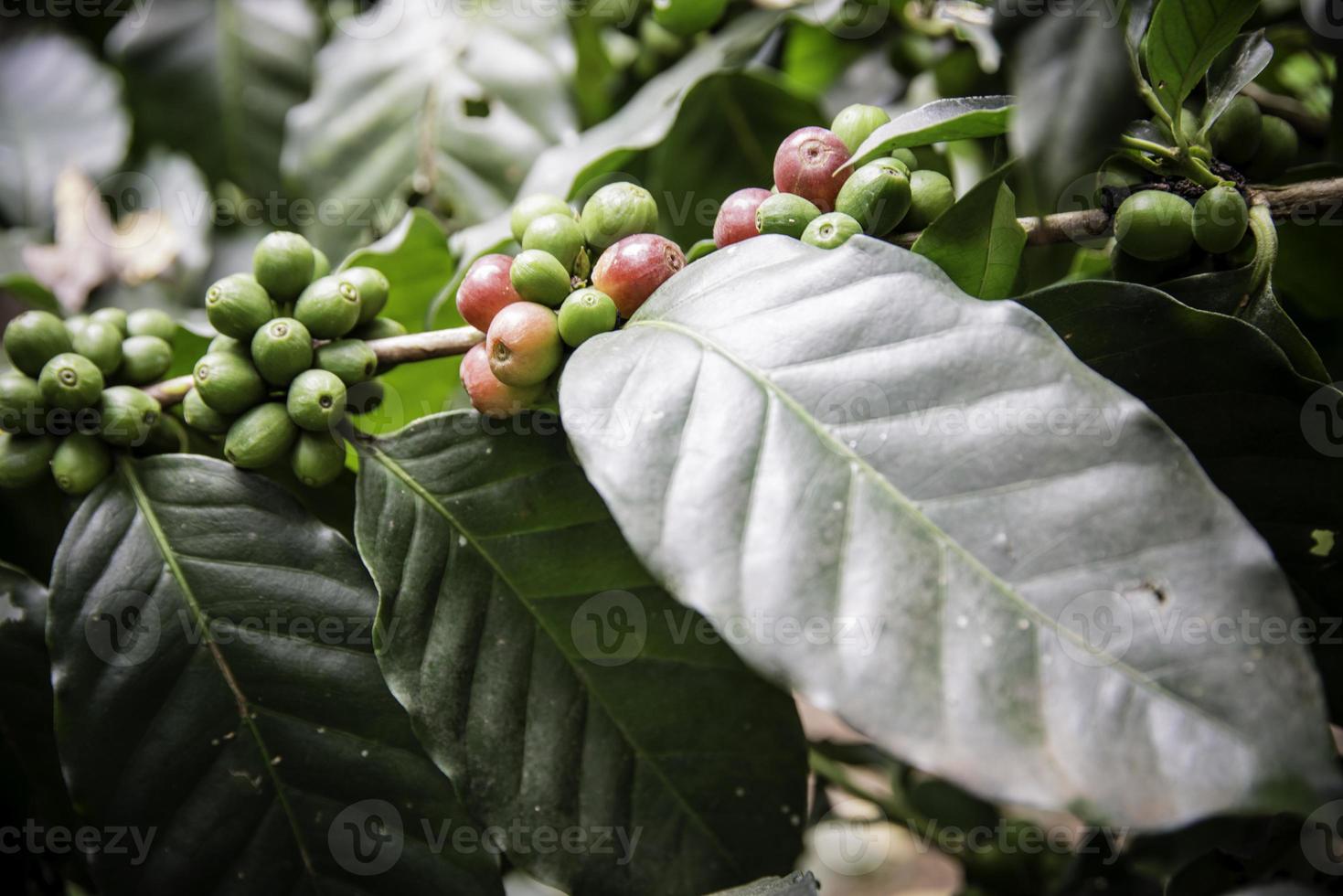 kaffebönor som mognar på träd i norr om Thailand foto