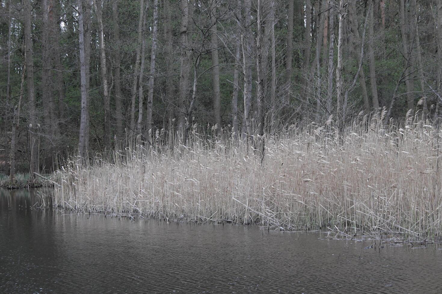 natur bakgrund Foto