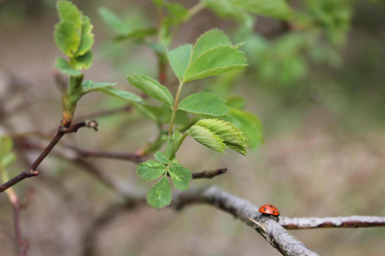 natur bakgrund Foto