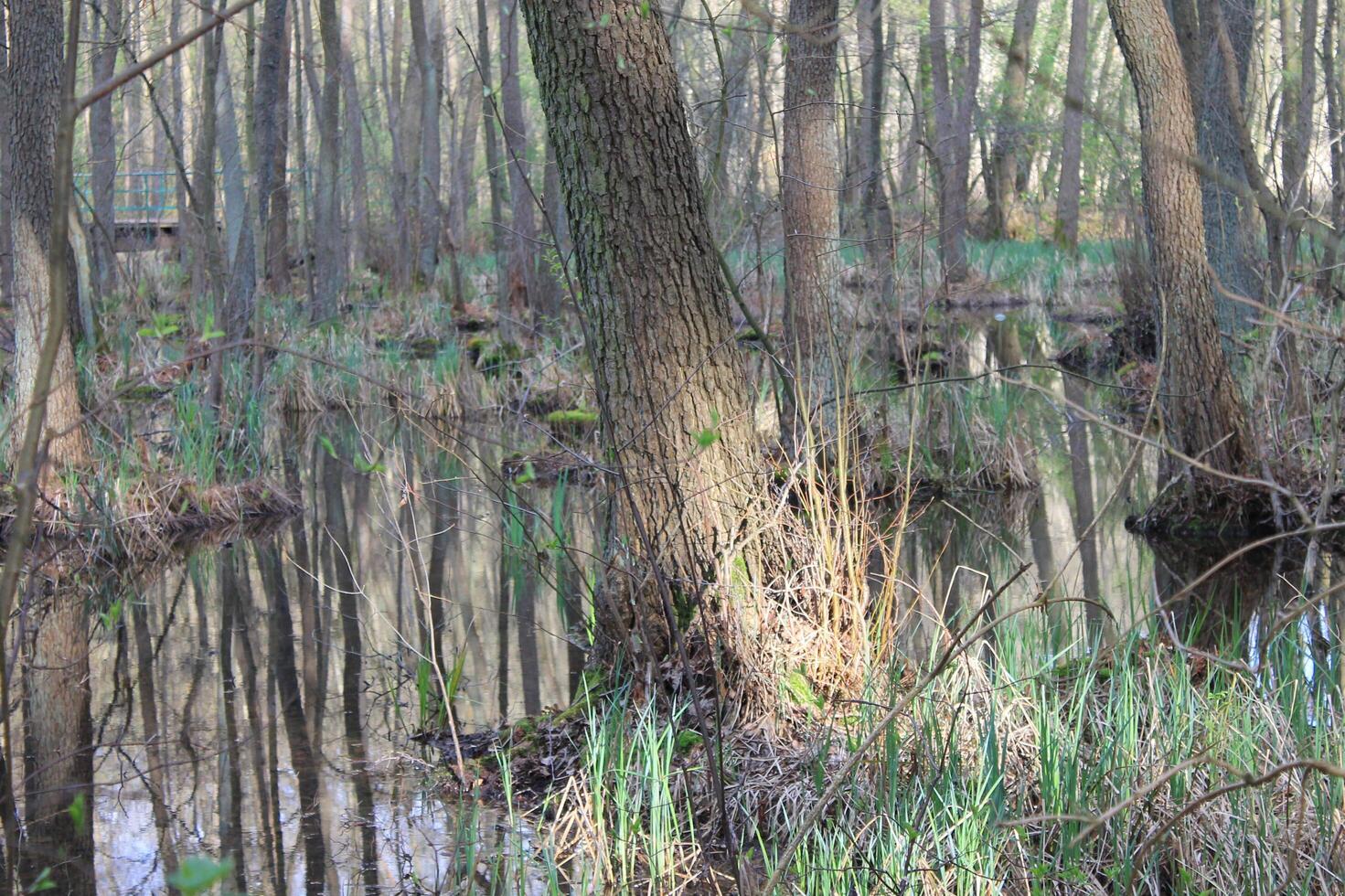 natur bakgrund Foto