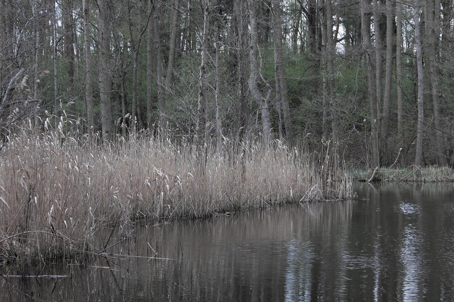 natur bakgrund Foto