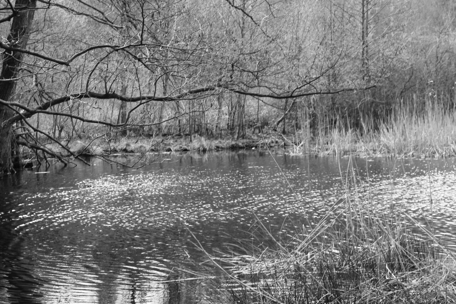 natur bakgrund Foto